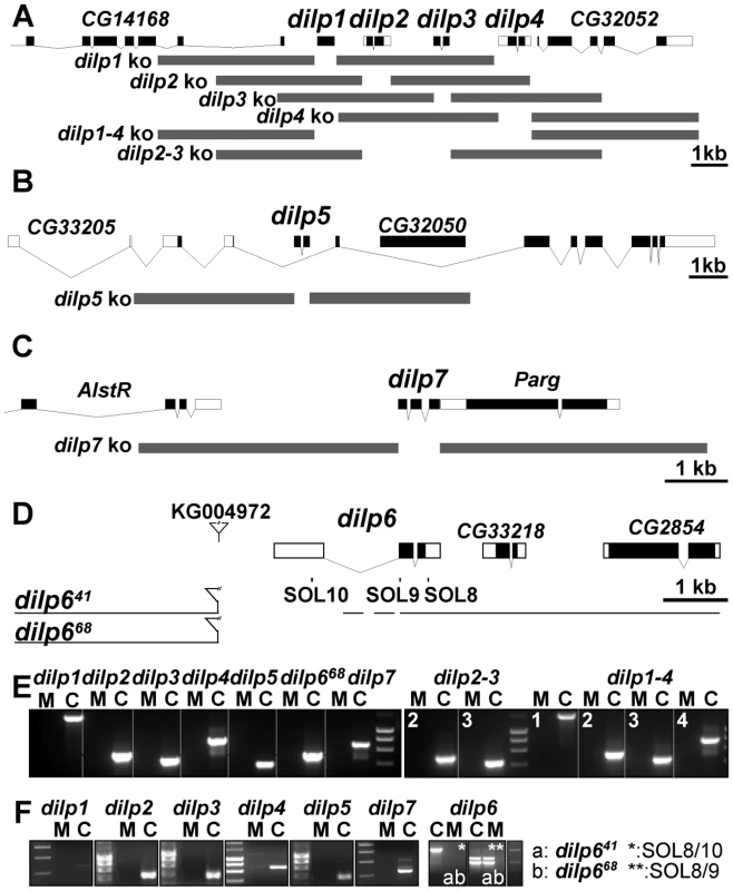 Gene locus organization and generation of <i>dilp</i> mutants.