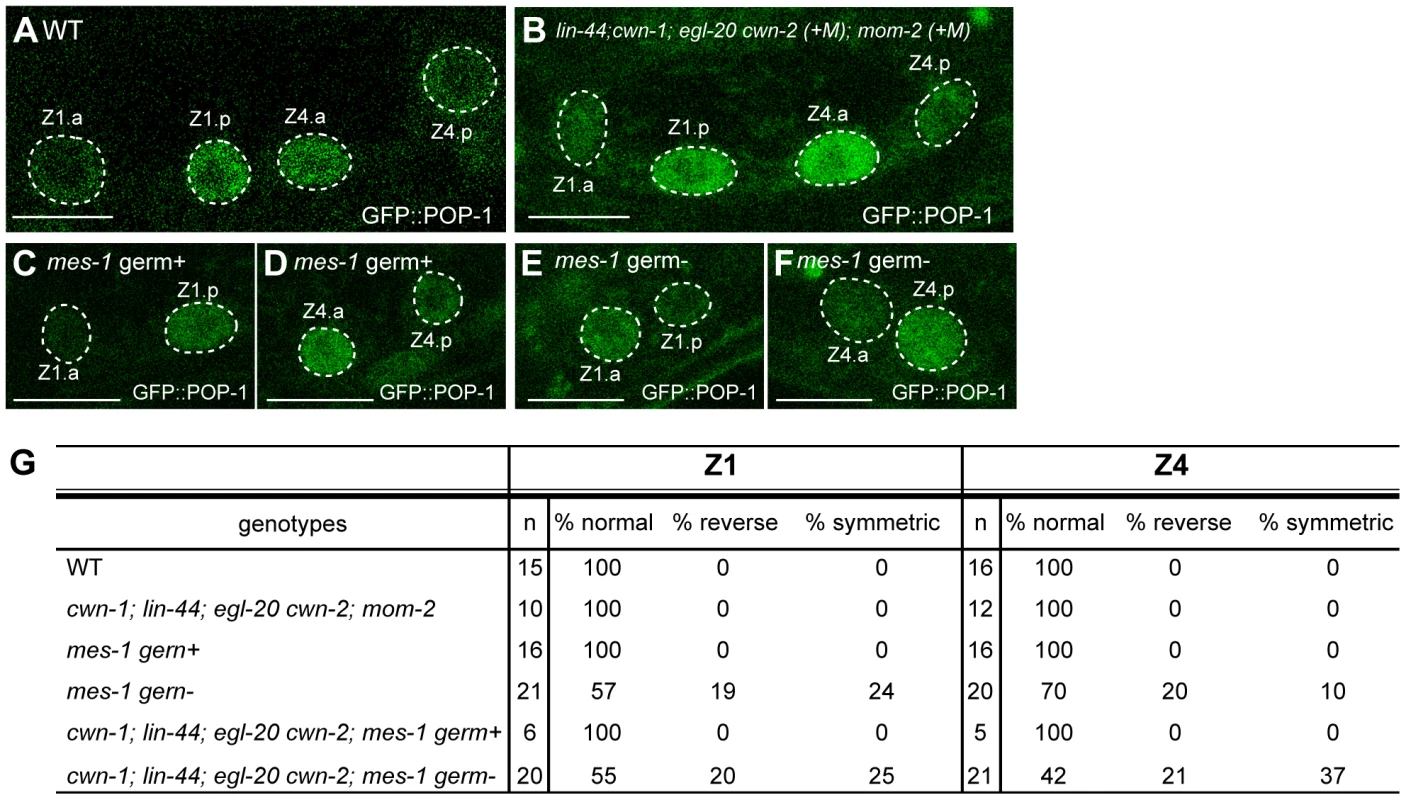 Regulation of SGP polarity.