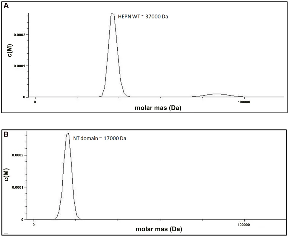 The HEPN domain of VBP is the dimerization domain.