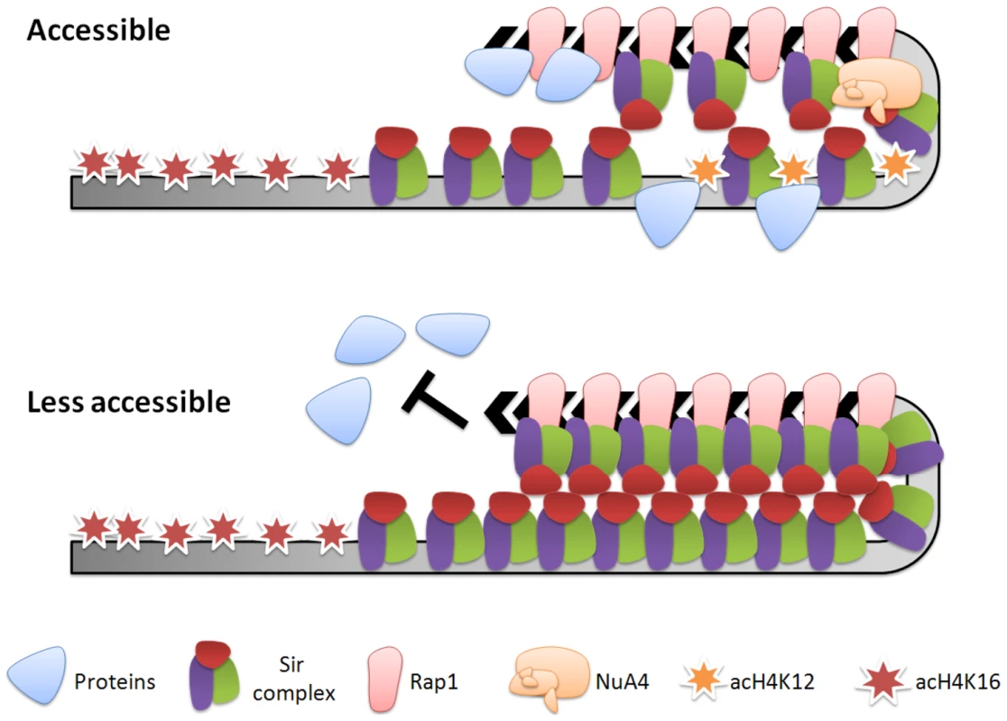 Model for the regulation of telomeric heterochromatin plasticity by histone H4K12 acetylation.