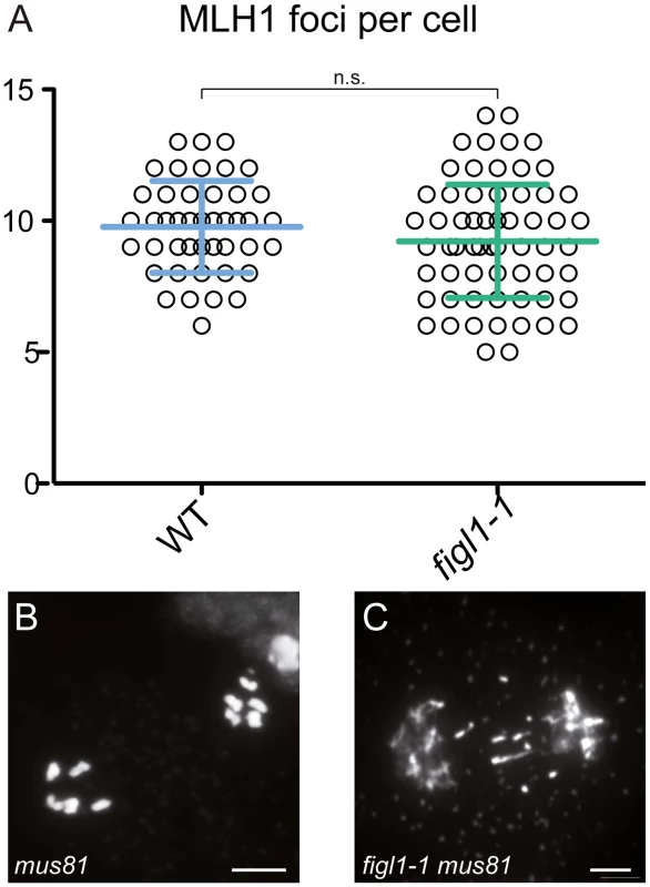 <i>FIGL1</i> limits <i>MUS81</i>-dependent CO formation.