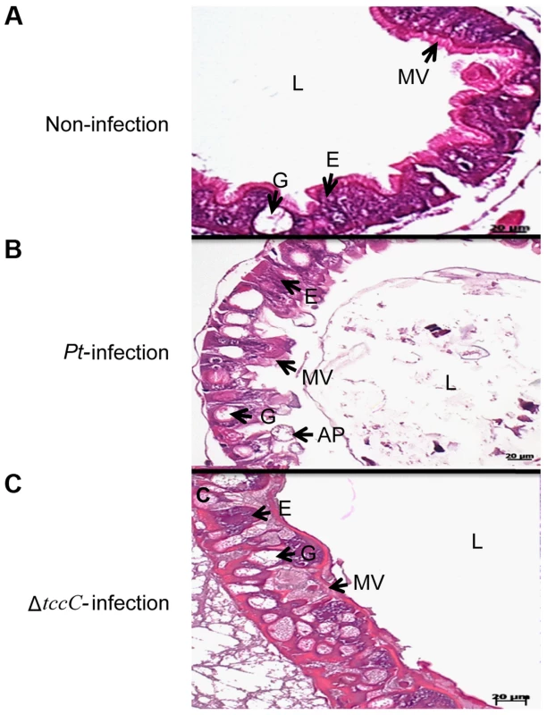 TccC of <i>P. taiwanensis</i> contributes to damage to the midgut of <i>P. xylostella</i> larvae.