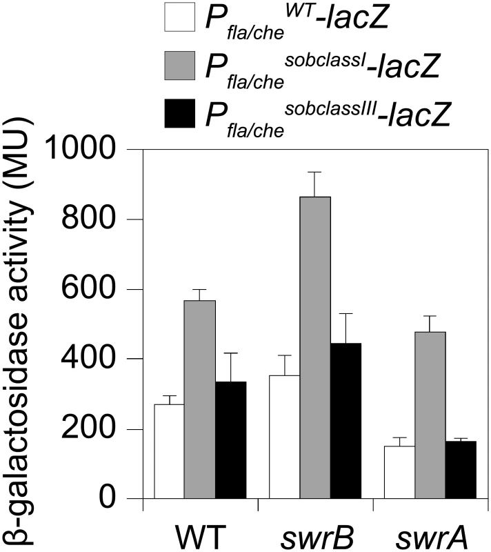 Class I but not Class III <i>sob</i> alleles in the <i>P</i><sub><i>fla/che</i></sub> promoter region increase <i>P</i><sub><i>fla/che</i></sub> expression.