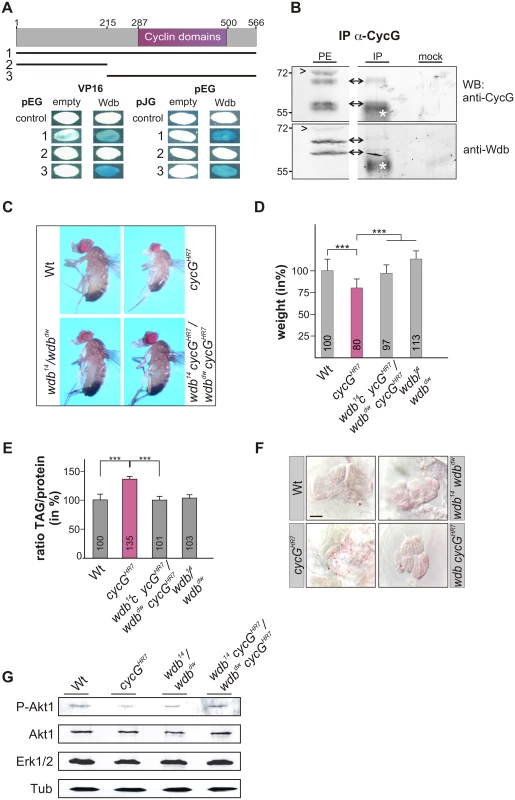 Interaction of CycG and Wdb.