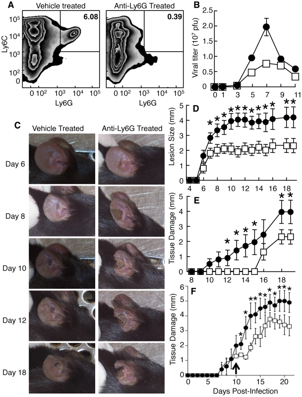 Depletion of Ly6G<sup><b>+</b></sup> cells leads to increased tissue damage at the site of VACV infection.