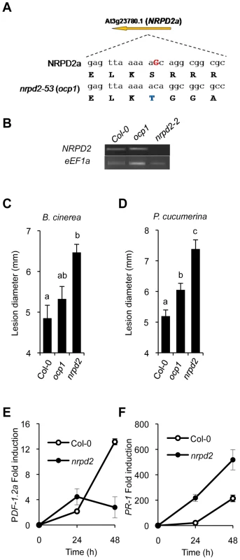 <i>ocp1</i> is a mutant allele of <i>NRPD2</i>.