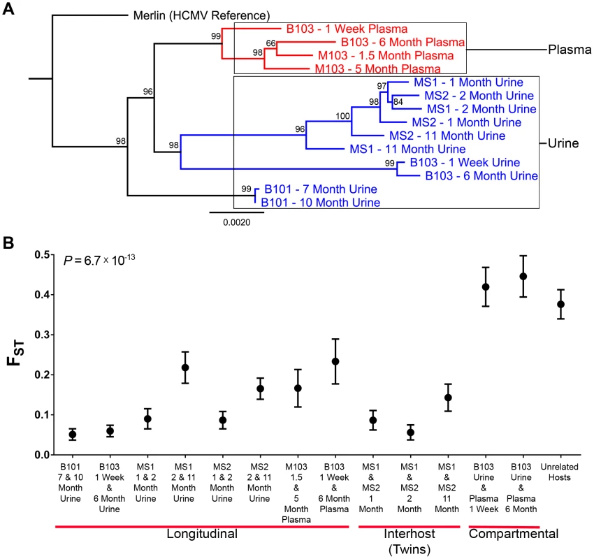 HCMV populations are highly differentiated across compartments.