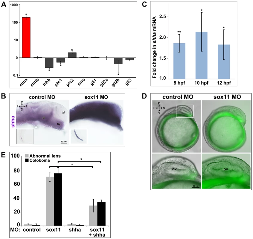 <i>Shha</i> expression is upregulated in <i>sox11</i> morphants.