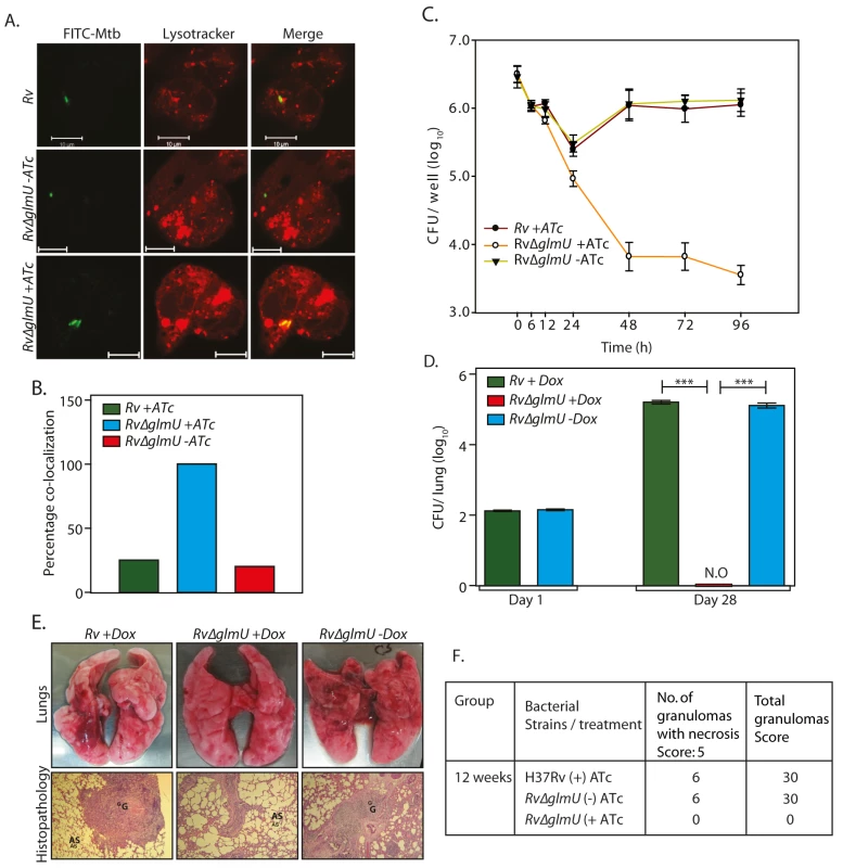 Presence of GlmU<sub>Mtb</sub> is obligatory for the survival of <i>Mtb</i> in the host.