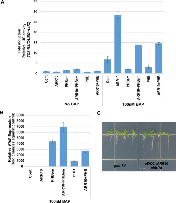 PHB suppresses B-ARR activities in the presence of high cytokinin.