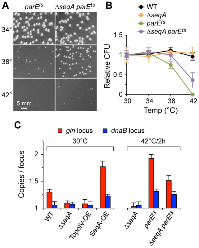 Genetic interactions between Topo IV and SeqA.