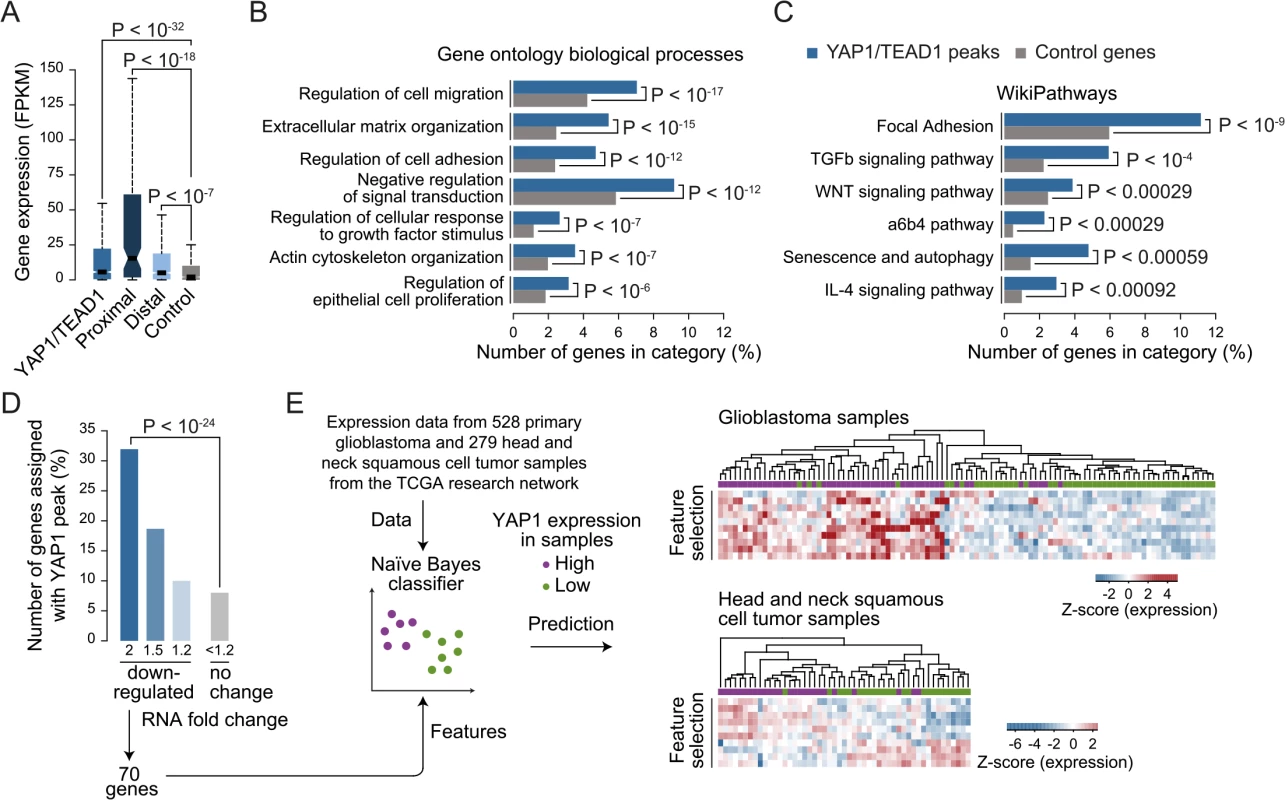 YAP1/TEAD1 target genes.