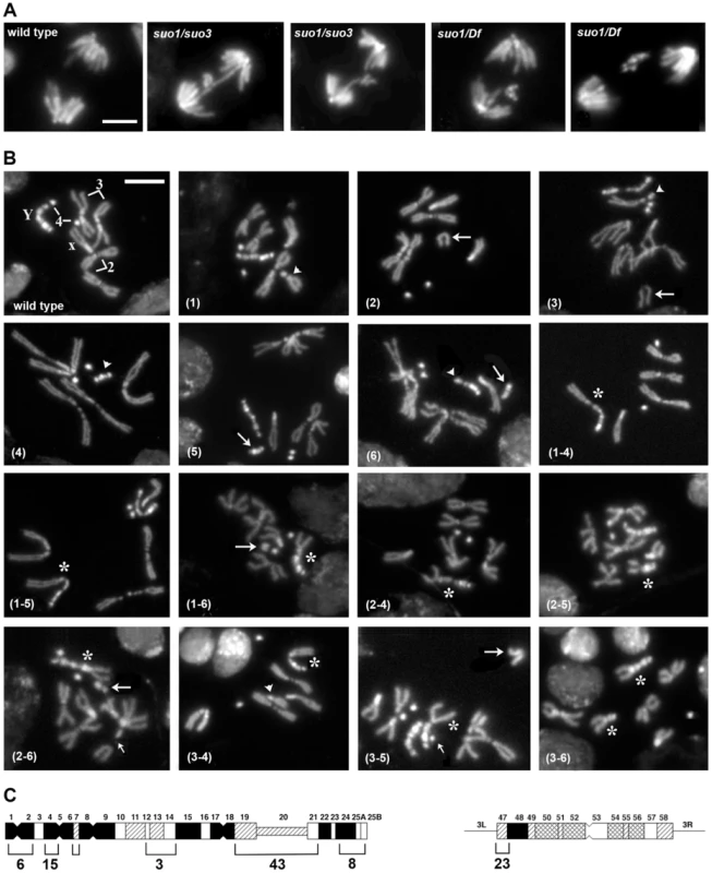 The site-specific CABs observed in <i>Top2<sup>suo1</sup>/Top2<sup>suo3</sup></i> mutant brains are generated by bridge severing during anaphase.