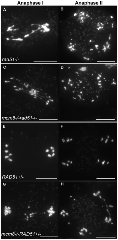 Epistasis tests between <i>Atmcm8</i> and <i>Atrad51</i>.