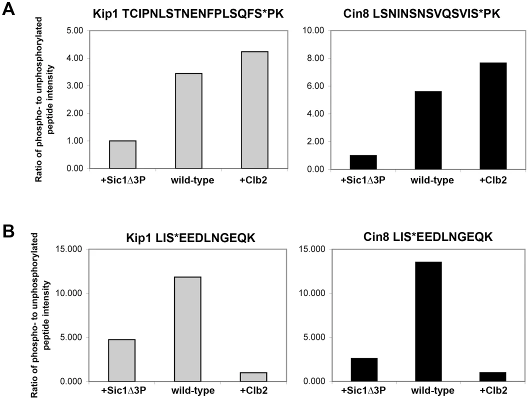 Relative abundance of specific phosphopeptides generated from Kip1-myc<sub>12</sub> and Cin8-myc<sub>12</sub> purified from yeast as measured by LC/MS/MS.