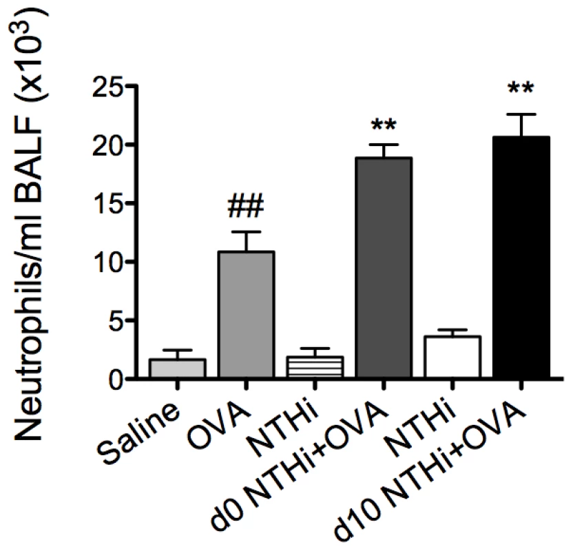 NTHi infection induces neutrophilic inflammation in AAD.