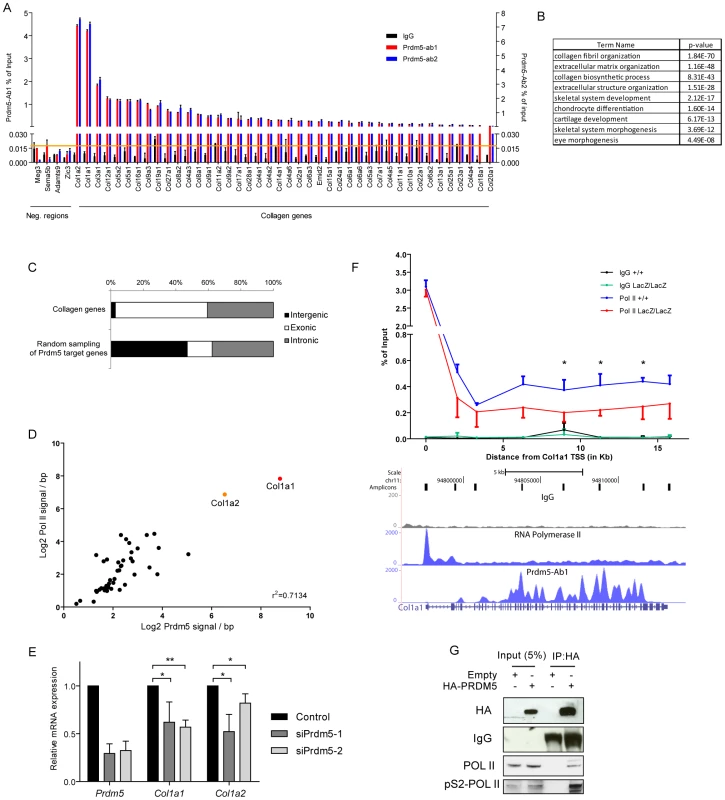 Prdm5 targets all collagen genes and regulates type I collagen expression.