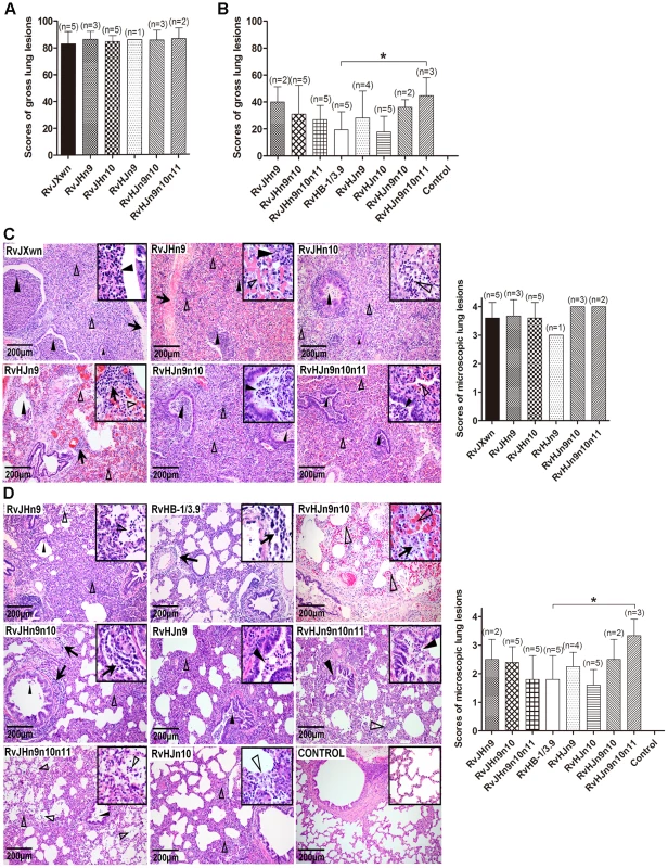 Scores of gross lung lesions and microscopic lung lesions of piglets inoculated with the rescued viruses.