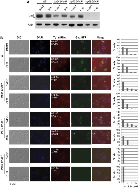 Ty1 retrosome formation is enhanced in <i>srp</i> hypomorphs and is rapidly reversed by slowing translation elongation.