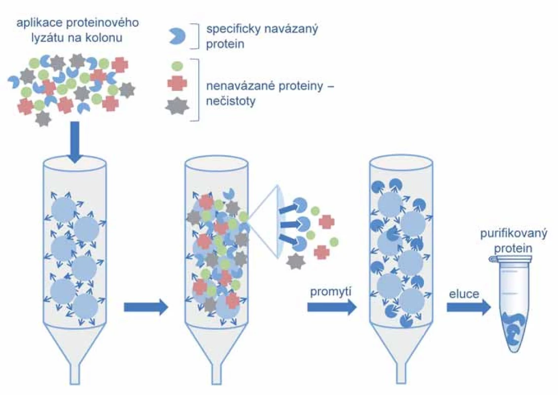 Schéma afinitní purifikace.
V prvním kroku afinitní purifikace je proteinová směs nanesena na kolonu, kde se cílový protein specificky a reverzibilně váže na ligandy zachycené na chromatografické matrici. V další fázi jsou během promývacího kroku nenavázané proteiny odmyty. Cílový protein je poté uvolněn změnou podmínek prostředí, tak aby bylo preferováno uvolnění komplexu protein-ligand.