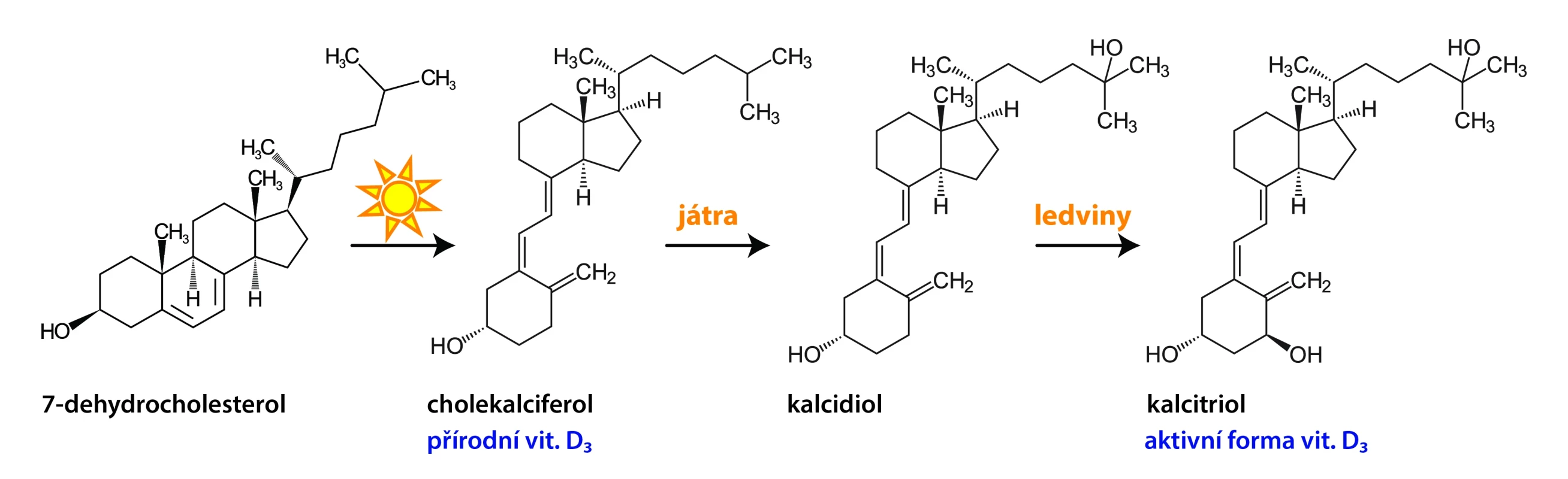 Fig.  Vitamin D metabolism