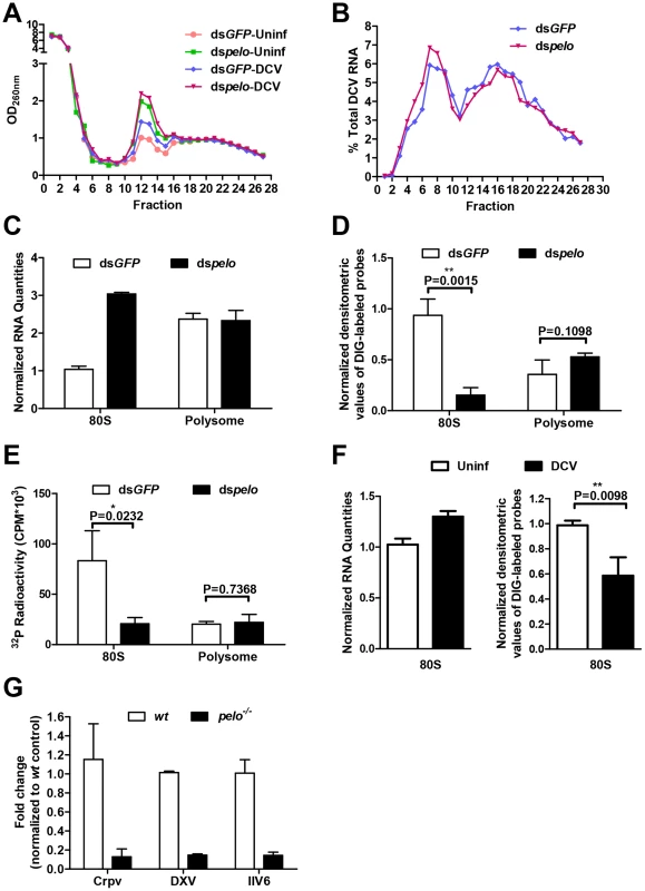 The increased non-functional 80S monoribosomes in <i>pelo</i>-deficient cells may limit free ribosome availability for high level viral protein synthesis.