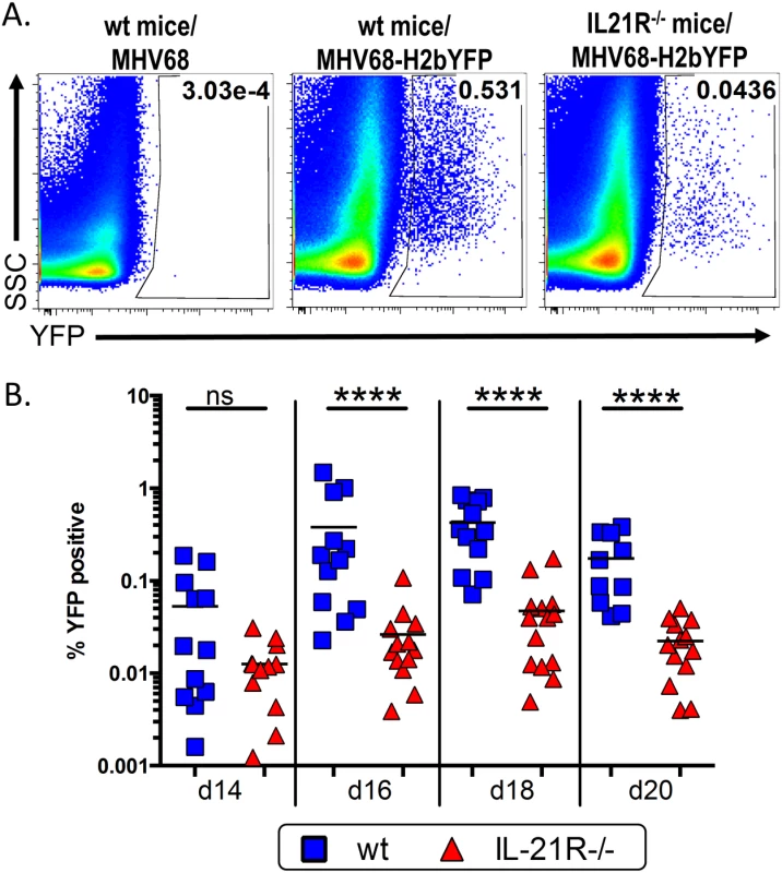 IL-21 signaling is required for efficient establishment of MHV68 latency.