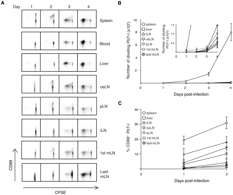 PbT-I cells are primed mainly in the spleen when irradiated sporozoites are delivered by the i.v. route.