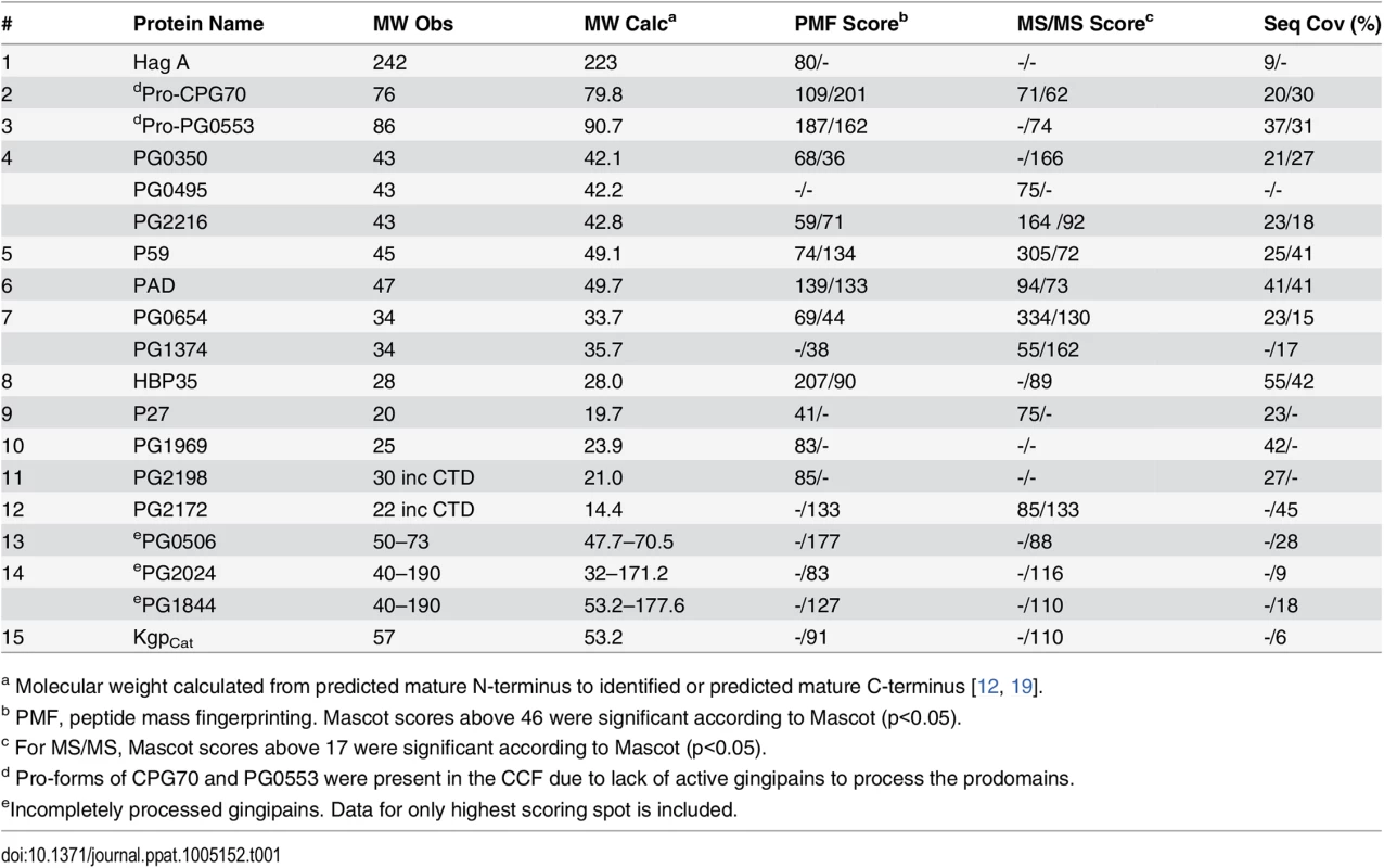Identification of CTD proteins in the 2-D gel of W50ABK*WbaP and W50WbaP CCF by MALDI-TOF/TOF MS.