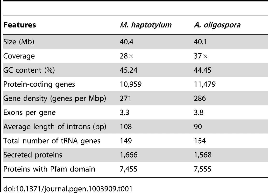 Main features of the <i>M. haptotylum</i> and <i>A. oligospora</i> genomes.