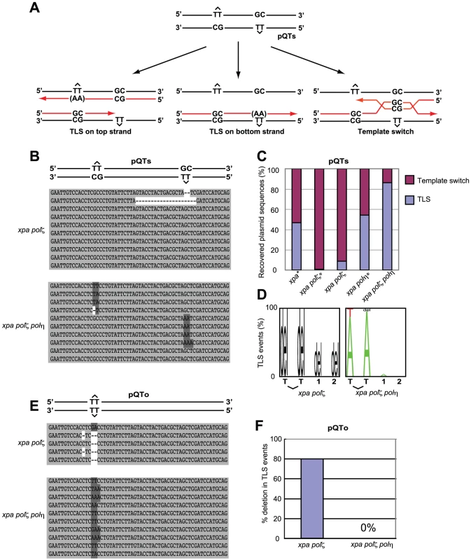 TLS past a T-T (6-4) UV photoproduct on episomal plasmid DNA.