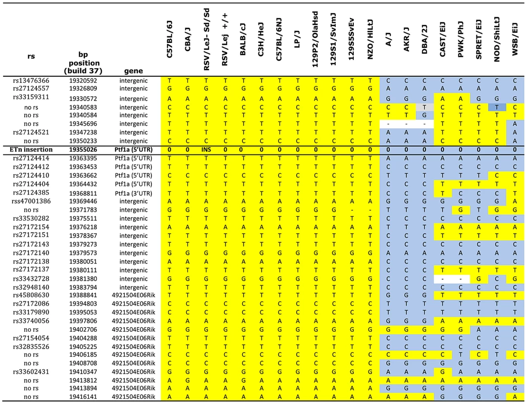 Haplotype map of the <i>Ptf1a</i> locus.