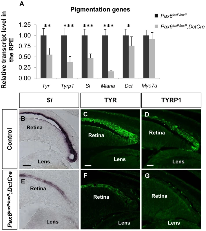 PAX6 is required for the expression of several melanogenesis genes.