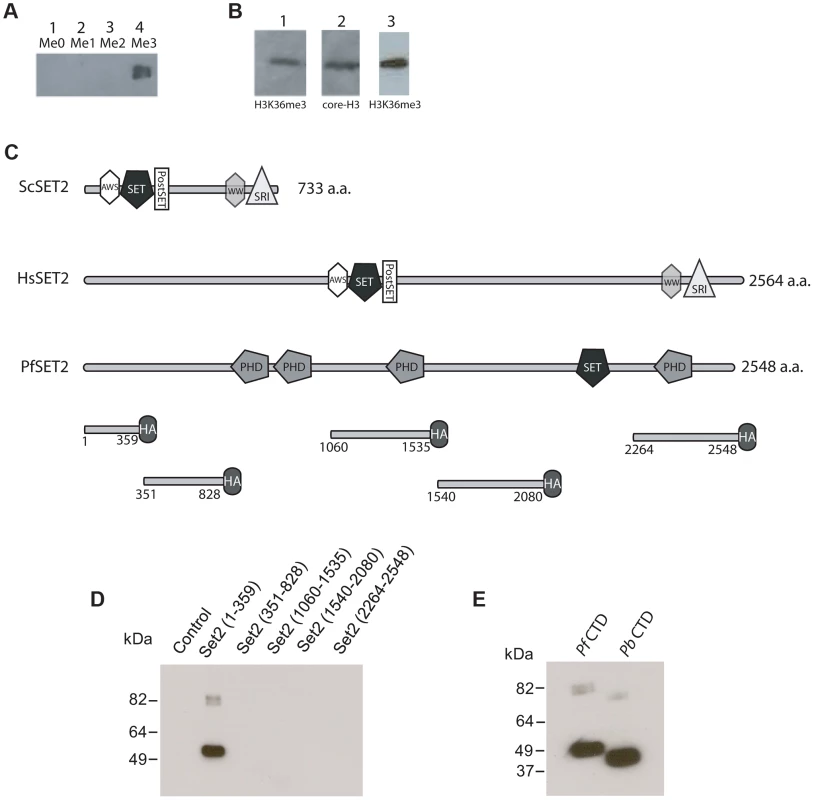 Detection of H3K36me3 in chromatin from <i>P. falciparum</i> and identification of the Rpb1binding region of PfSET2.