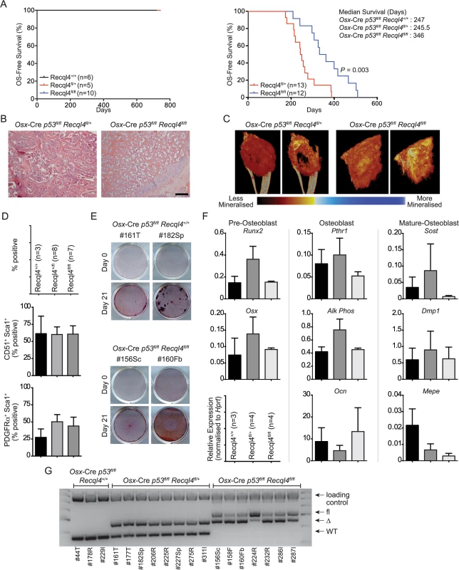The loss of Recql4 does not initiate osteosarcoma.