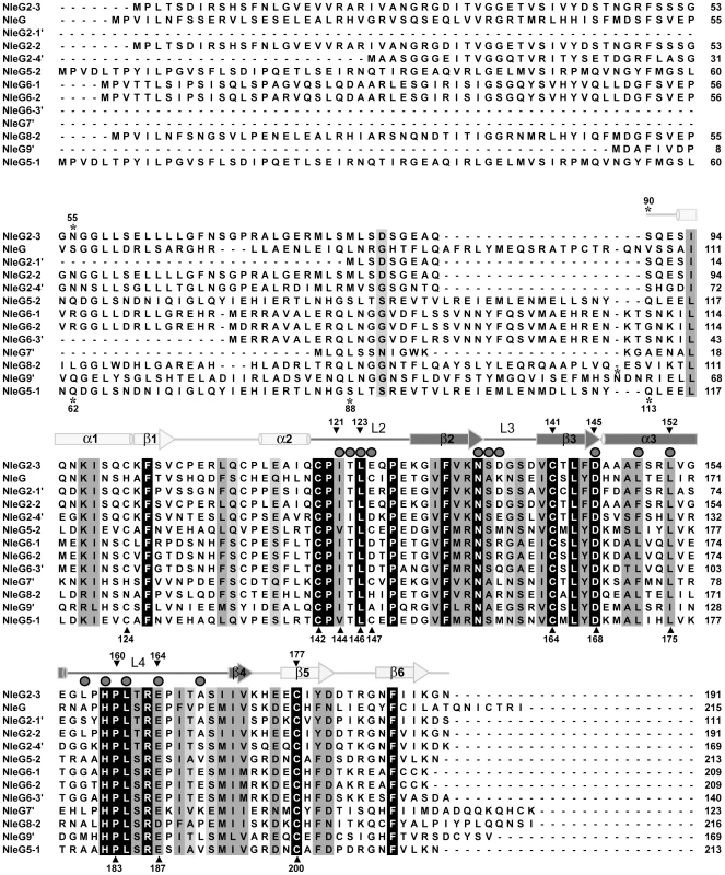 Multiple sequence alignment of NleG effectors.