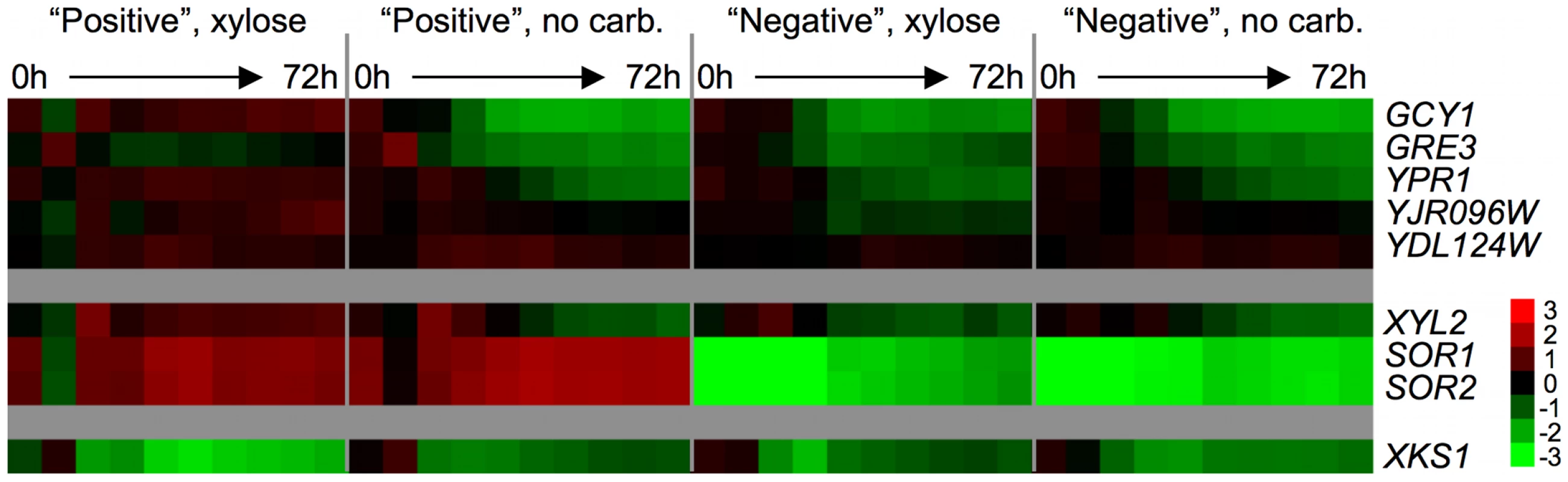 Endogenous xylose pathway gene expression.