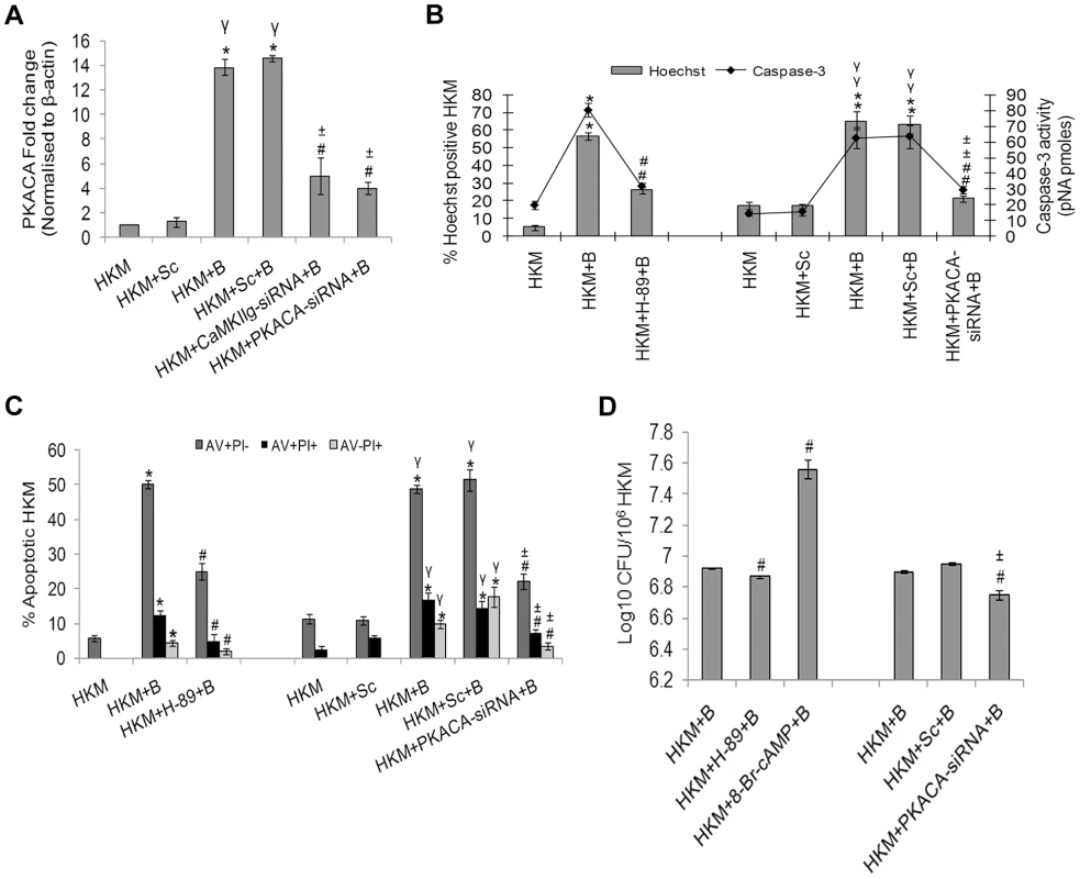 PKA is pro-apoptotic in <i>A. hydrophila</i>-infected HKM.