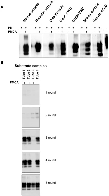 Vole PMCA: early results.