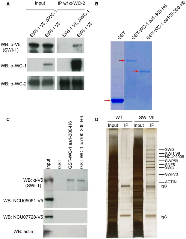 WCC interacts with SWI/SNF <i>in vivo</i> and <i>in vitro</i>.