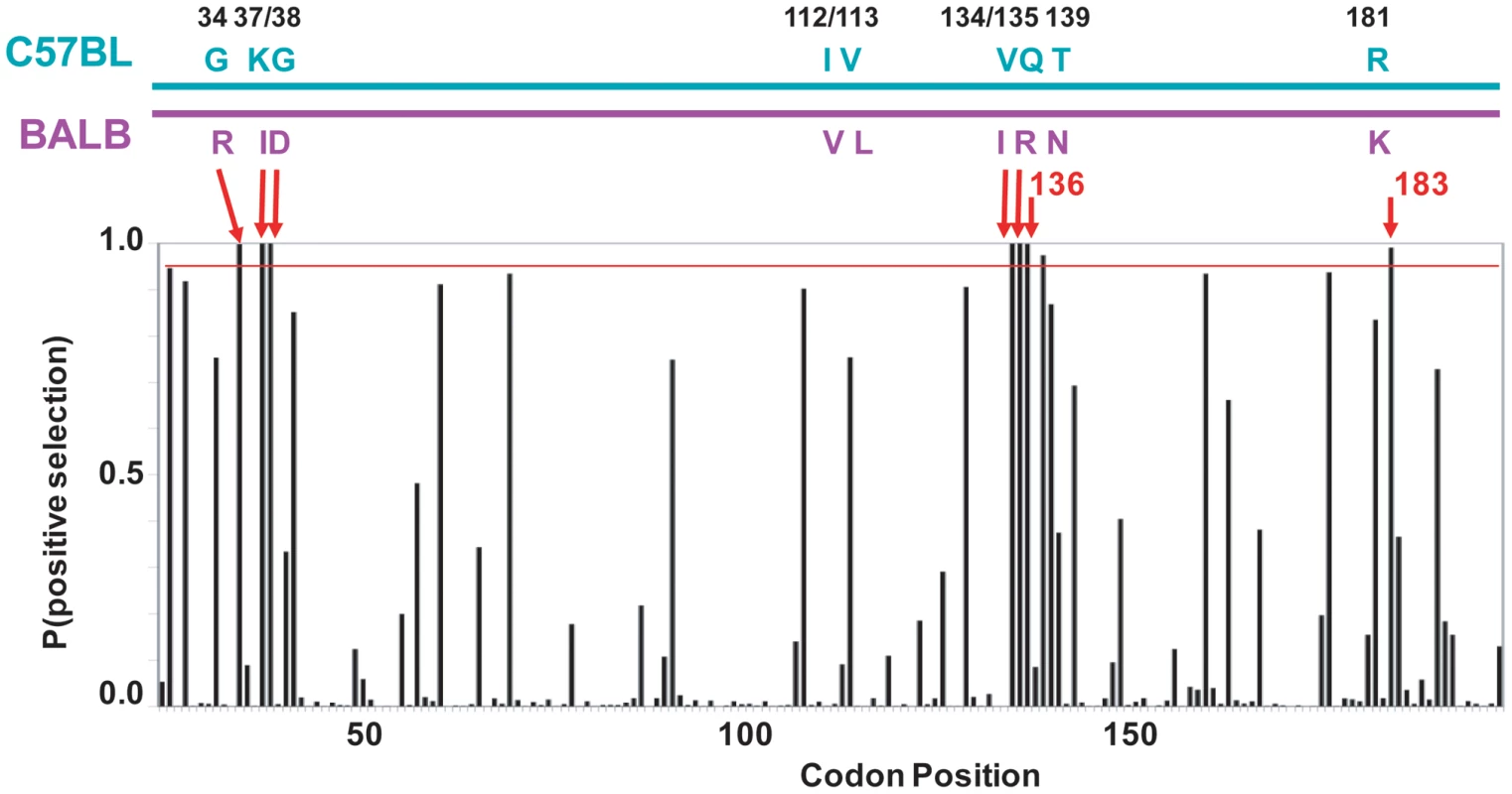 mA3 sites under positive selection in the N-terminal Z2 CDA.