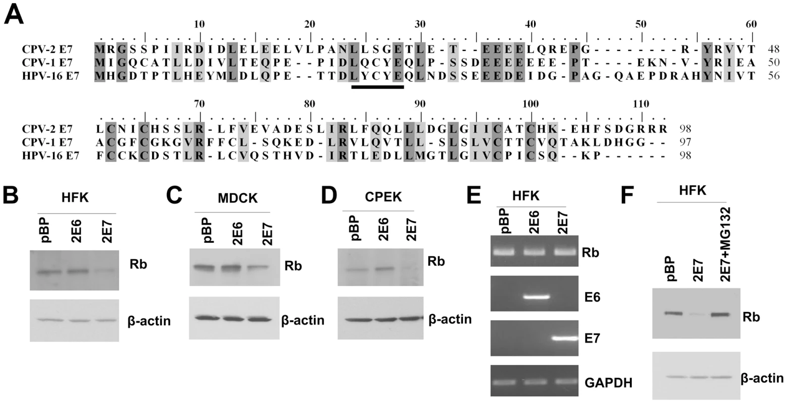 Despite the lack of a conserved LXCXE motif, CPV-2 E7 still degrades pRb.