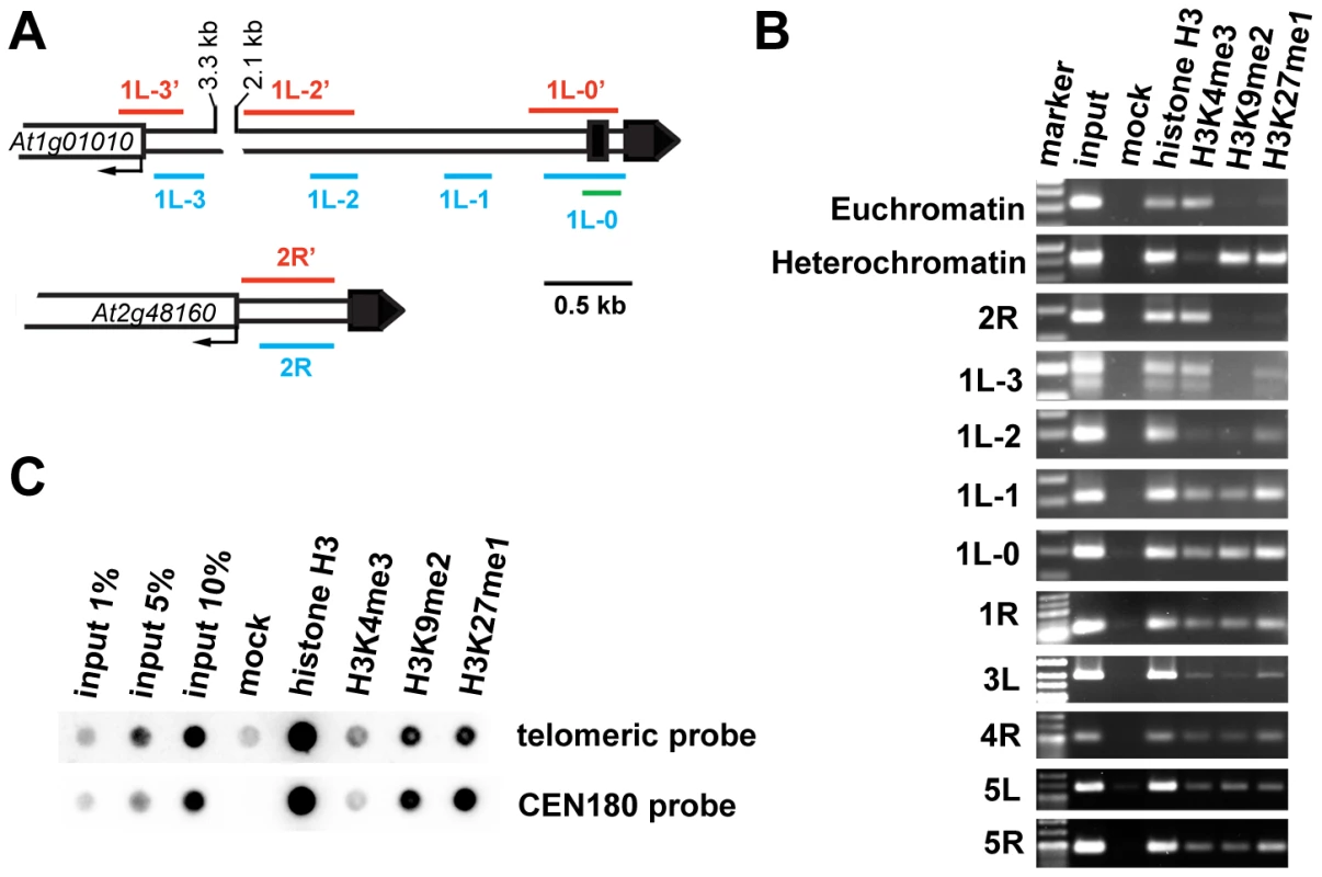 Chromatin structure of <i>Arabidopsis</i> chromosome termini.