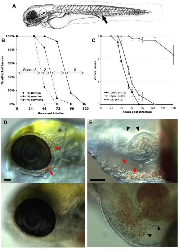 Macroscopic signs of IHNV infection.