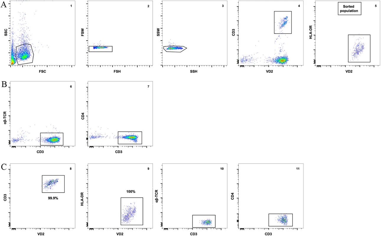Vδ2 T cell sorting strategy and purity.