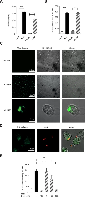 <i>M</i>.<i>tb</i> and CoMTB-stimulated neutrophils degrade collagen.