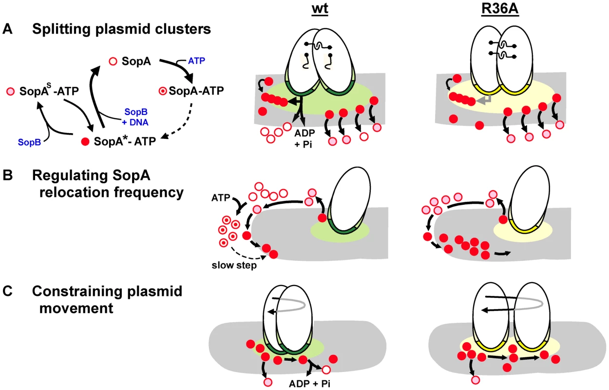 Steps in partition at which SopB stimulates SopA to hydrolyse ATP.