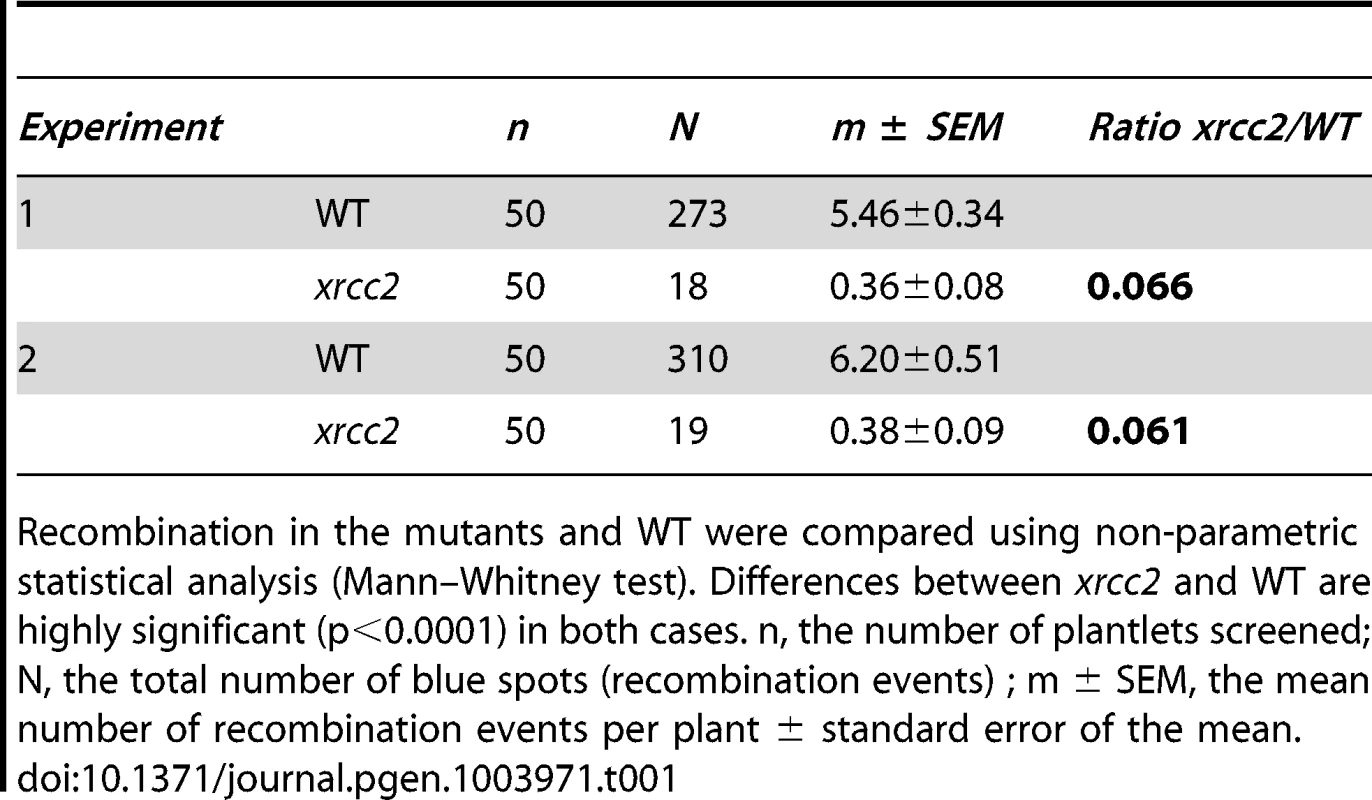 Spontaneous DGU.US recombination in <i>xrcc2</i> mutant and in wild-type plants.