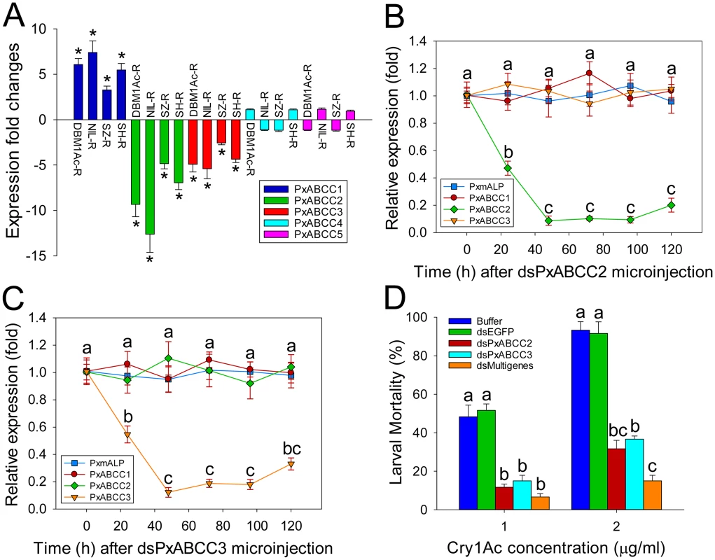 Functional analysis of <i>PxABCC</i> genes in the <i>BtR-1</i> resistance locus.