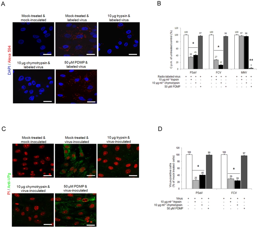 Porcine sapovirus Cowden strain interacts with sialic acid on glycoprotein.